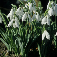 Галантус Элвеса (Galanthus Elwesii) 10 луковиц Галантус Элвеса (Galanthus Elwesii) 10 луковиц