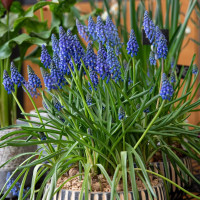 Мускари Армениакум (Muscari Armeniacum) 10 луковиц Мускари Армениакум (Muscari Armeniacum) 10 луковиц